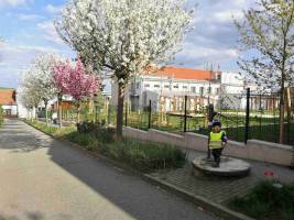 Okrasné třešně v plném květu - ulice Krameriova na jaře 2022.